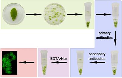 A Tissue-Chopping Based Immunofluorescence Staining Method for Chloroplast Proteins